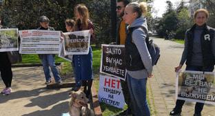 Зоозащитники призвали власти Сочи гуманно решить проблему с бродячими собаками