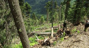 Экологи удовлетворены продлением запрета на вырубку в Архызском лесничестве