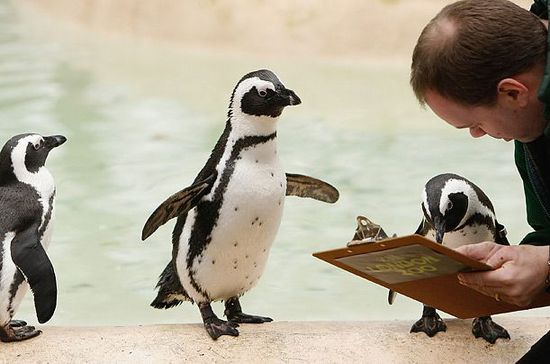 Недоверчивый пингвин.