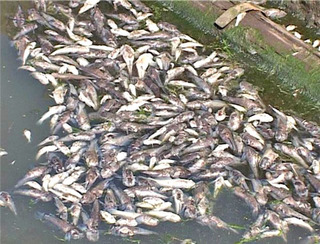 Массовая гибель рыбы близ спиртзавода в Майкопском районе. Адыгея. Фото  «ФедералПресс»