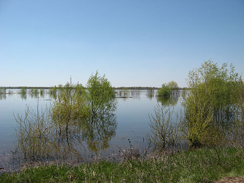 Паводок на острове Сарпинский. Волгоградская область, 6 мая 2010 года. Фото "Кавказского Узла"