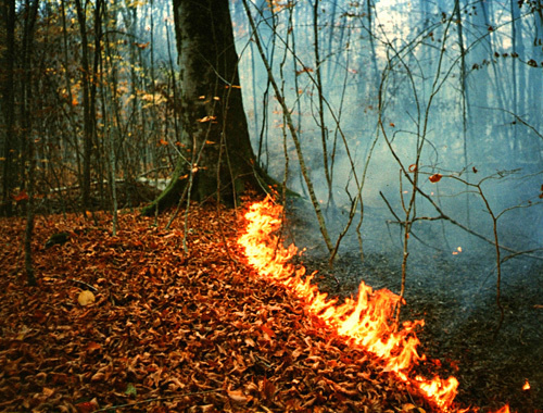 Лесной пожар в Сочинском национальном парке. Фото "Кавказского узла"
