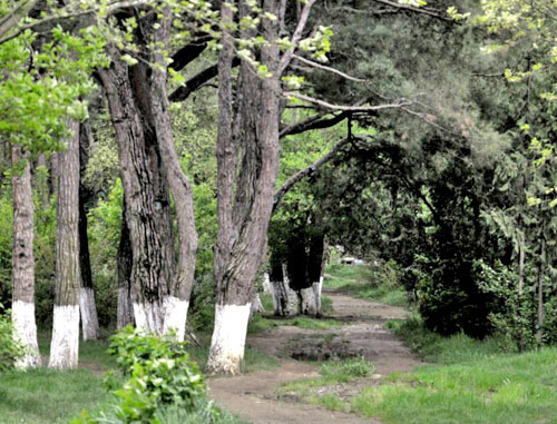 Реликтовые деревья в Дигомском лесопарке. Тбилиси. Фото: Nodar Tskhvirashvili (RFE/RL)