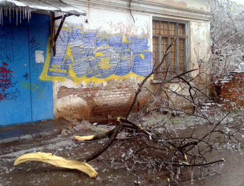 Ветки дерева, обрушившиеся после ледяного дождя в Краснодаре. 21 января 2014 г. Фото Натальи Дорохиной для "Кавказского узла"