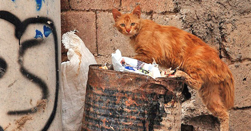 Бездомная кошка. Фото: Dûrzan Cîrano https://ru.wikipedia.org