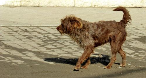 Бродячая собака. Фото Вячеслава Ященко для "Кавказского узла"