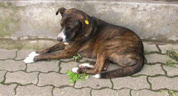 Бездомная собака. Фото Юлии Кашеты для "Кавказского узла".