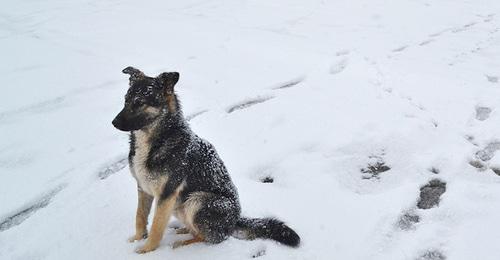 Бездомная собака. Фото Светланы Кравченко для "Кавказского узла"