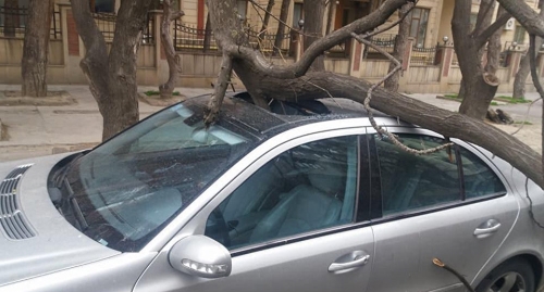 Автомобиль, поврежденный упавшим деревом в Баку. Фото: Sputnik / Irade CELIL