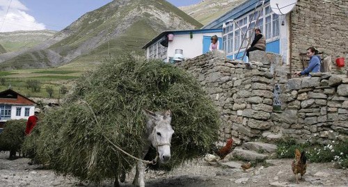 Ослик в горном селе в Дагестане. REUTERS/Thomas Peter