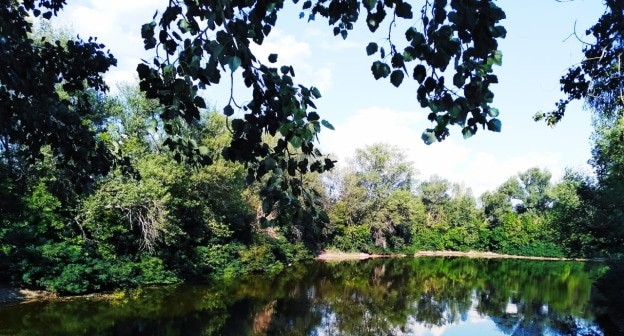 Деревья в Волго-Ахтубинской пойме. Фото: Елена Ковалева.