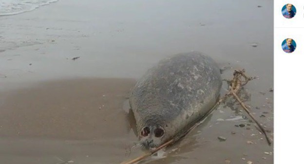 Труп тюленя на берегу Каспийского моря. Фото: скриншот с видео на странице nikomagomedov_ziyavdin в Instagram https://www.instagram.com/nikomagomedov_ziyavdin/