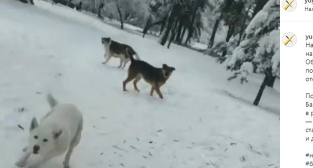 Нападение бродячих собак в Нальчике. Фото: скриншот со страницы patriot_kbr в Instagram https://www.instagram.com/p/CJBID--FpQyKDqSeGzydzDARG8Lsl6OFF19_as0/