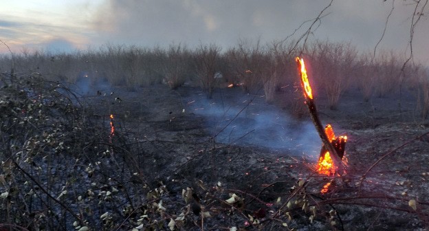 Последствия лесного пожара. Фото https://mchsra.info/novosti/item/1497-pervaya-nedelya-nastupivshego-goda-stala-krajne-napryazhennoj-dlya-sotrudnikov-mchs-abkhazii  пресс-службы МЧС РА   