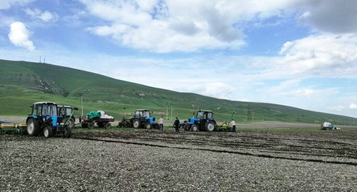 Фермеры на поле. Фото: Руслан Ногмов, предоставлено  сельхозпредприятием "Маджести" в Кабардино-Балкарии