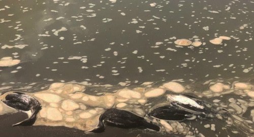Погибшие птицы на берегу моря. Абстрактная иллюстрация.Скриншот видео t.me/tipichkras