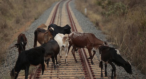 Коровы пасутся на железнодорожных путях. Фото: REUTERS/Ueslei Marcelino