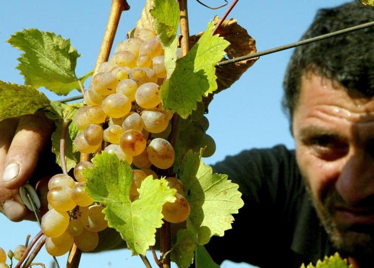 Фермер Гоча Натрошвили срезает гроздь винограда во время сбора урожая в деревне Вазисубани в грузинском регионе Кахети 25 сентября 2005 года. Фото: REUTERS/David Mdzinarishvili