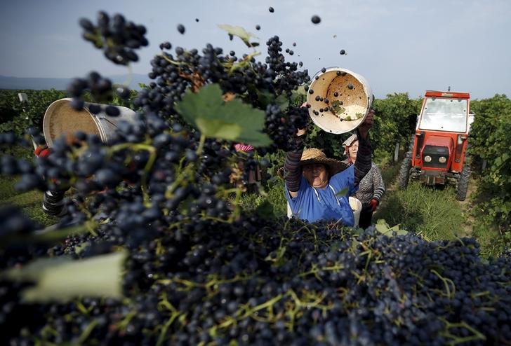 Женщина опустошает ведро черного винограда во время сбора урожая в деревне Кондоли, Грузия, 11 сентября 2015 года. Фото: REUTERS/David Mdzinarishvili