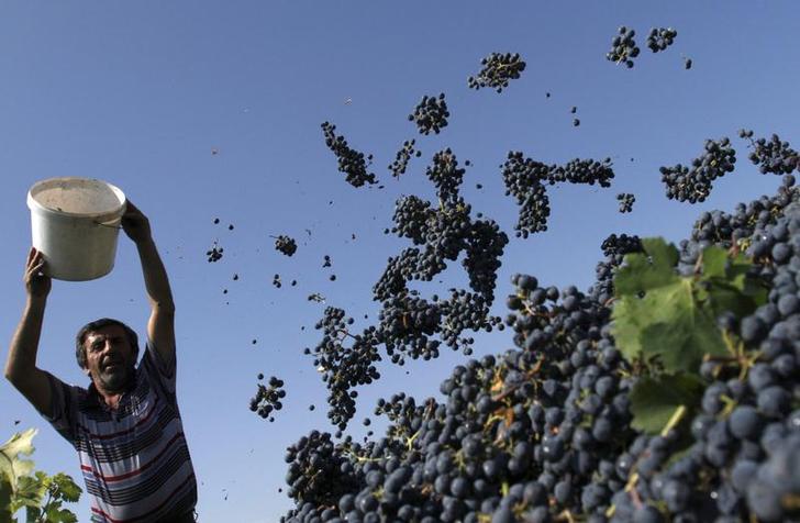 Мужчина опустошает ведро с виноградом во время сбора урожая возле села Кондоли, примерно в 150 км (93 милях) к востоку от Тбилиси, 29 сентября 2010 года. Фото: REUTERS/David Mdzinarishvili