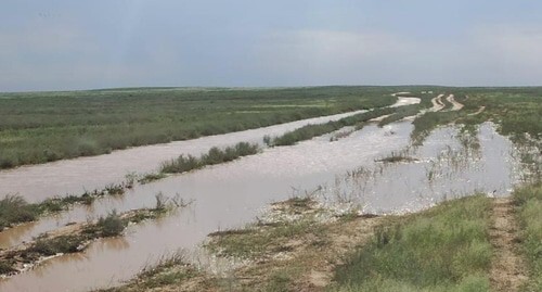 Участки пустыни в поселке Бергин Юстинского района Калмыкии после посадки джузгуна. 6 июля. Фото Баиры Цыгаменко для "Кавказского узла".