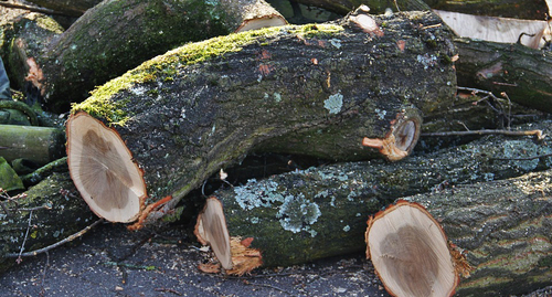 Срубленные деревья. Фото https://pixabay.com/ru/photos/срубленные-стволы-деревьев-древесина-1100515/