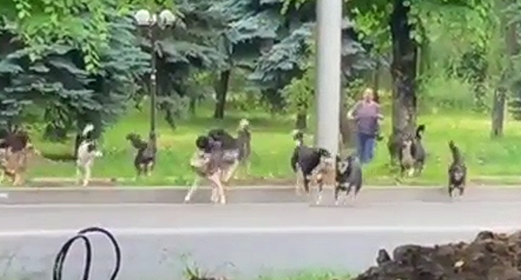 Стая бродячих собак в Нальчике. Кадр видео в Instagram*-паблике «Голос КБР» https://www.instagram.com/p/CeapAdLDAvR/