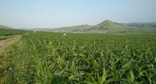 Кукурузное поле.
Фото Людмилы Маратовой для "Кавказского узла"