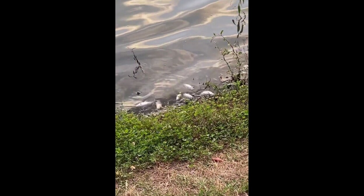 Мертвая рыба в пруду в центре Назрани. Стопкадр из видео https://t.me/news_ingushetii1/9890