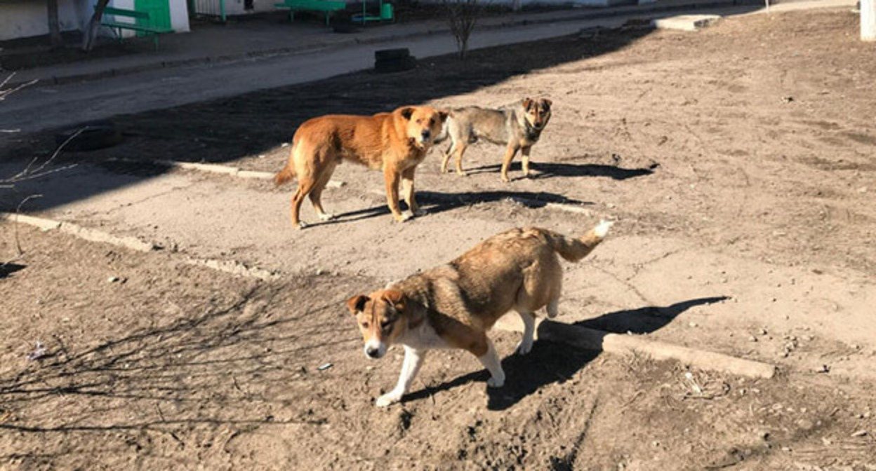 Кавказский Узел | Жители Дагестана потребовали решить проблему с бродячими  собаками