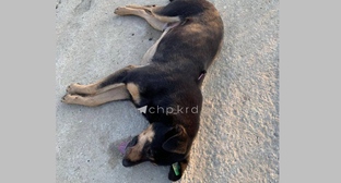 Жалобы на массовое убийство собак в Адыгее привлекли внимание полиции