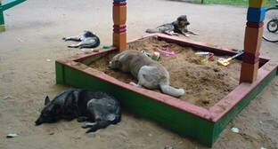 Астраханские власти анонсировали открытие третьего приюта для безнадзорных животных
