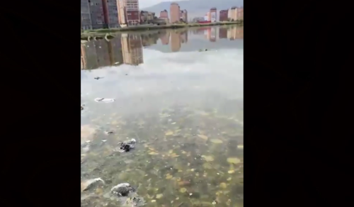 Загрязнение воды в озере Ак-Гель. Стоп-кадр видео из Telegram-канала Арсена Магомедова от 18.10.23, https://t.me/thelawyersays/862