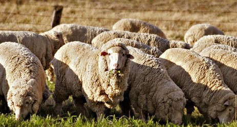 Стадо овец. Фото: https://1news.az/economy/20160607094221830.html