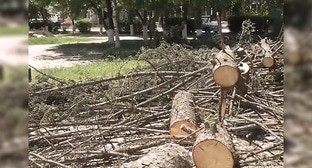 Вырубка деревьев в центре Нальчика вызвала недовольство горожан