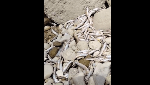 Погибшая рыба в реке Нальчик. Стоп-кадр видео "Кавказского узла" от 13.07.24, https://www.youtube.com/watch?v=9kw8zwr1ov0