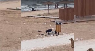 Мусор и бродячие собаки на центральной набережной Дербента. Кадр из видео https://vk.com/wall-108870974_838259