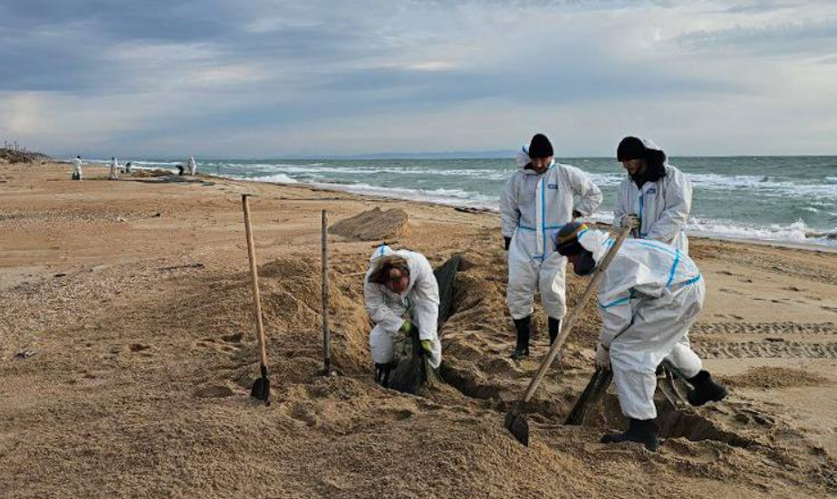 Волонтеры на пляже. Скриншот фото штаба "Сети, сито, лопата" от 08.01.26, https://t.me/setisitolopata/2259. Волонтеры на пляже. Скриншот фото штаба "Сети, сито, лопата" от 08.01.26, https://t.me/setisitolopata/2259.