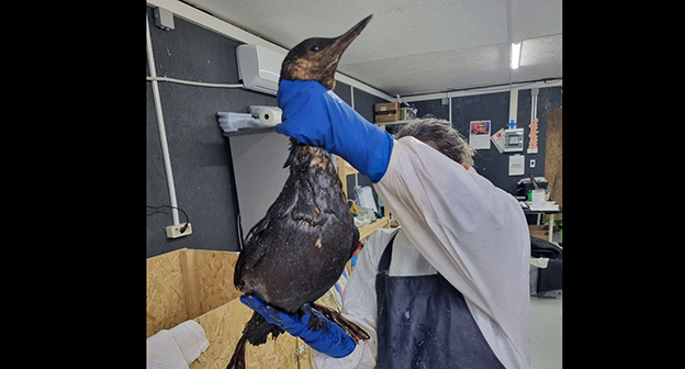 Птица в мазуте. 15 января 2026 г. Скриншот видео https://t.me/zhemchujnaya9/1401 Птица в мазуте. 15 января 2026 г. Скриншот видео https://t.me/zhemchujnaya9/1401