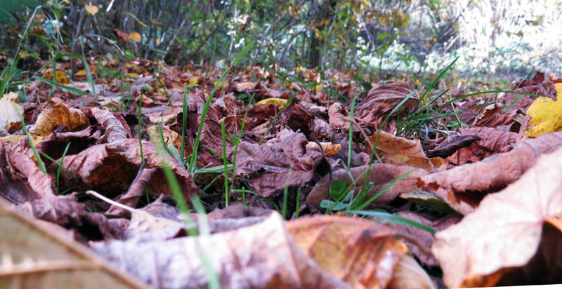 Молодая травка среди жухлых осенних листьев.