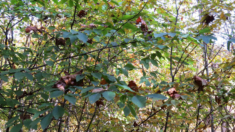 Сорванные ветром осенние листья покоятся на зелёных листьях.