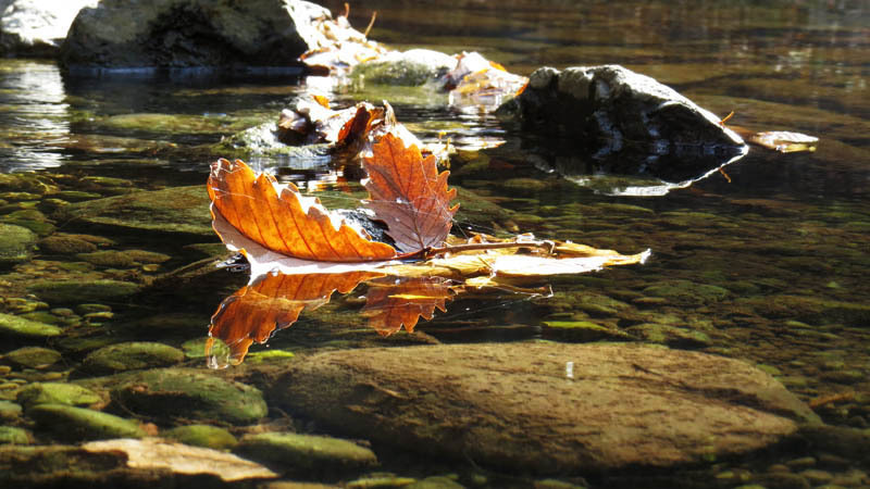 Осенний лист и его отражение в воде.